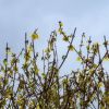 Forsythien
