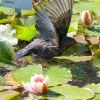 Amsel badet im Seerosenteich