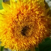 Sonnenblume