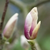 Magnolien