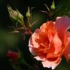 Rose mit Knospen