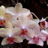 Orchideen