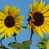 Sonnenblumen