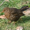Amsel