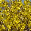Forsythien