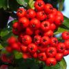 Beeren