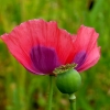 Mohn