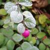 Rosa Beere