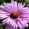 Aster