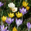 Bunte Krokusse