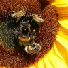 Hummeln und Bienen