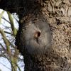 Baum