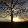 Baum vor Sonnenuntergang