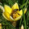 Krokus mit Biene