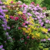 Rhododendron