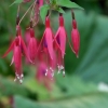 Fuchsien