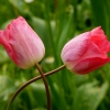 Tulpen