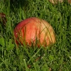 Apfel im Gras