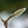 Magnolienknospe