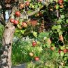 Apfelbaum