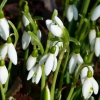 Schneegloeckchen
