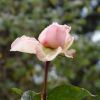 Rose im Vergehen