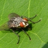 Fleischfliege