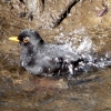 Amsel badet