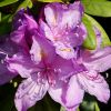 Rhododendron