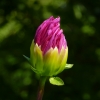 Dahlienknospe