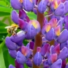 Lupinie mit Hummel