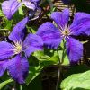 Clematis