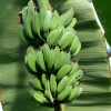 Bananenstaude
