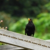 Amsel