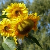Sonnenblumen