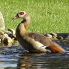 Nilgans