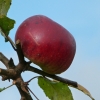 Apfel