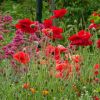 Mohn