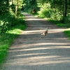 Hase im Wald