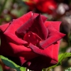Purpurrote Rose