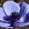 Anemone