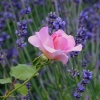 Rose vor Lavendel