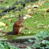 Eichhörnchen