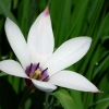 Damen-Tulpe