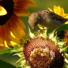 Sonnenblumen mit Spatz