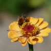 Zinnie und Hummel
