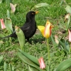 Amsel