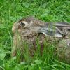 Hase