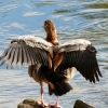 Nilgans