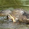 Ente